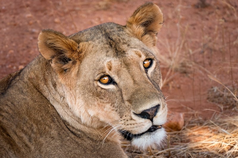 Safari Experience
